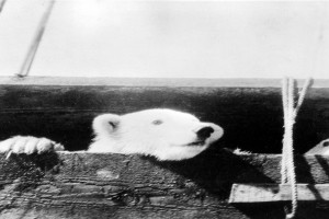 Bilde av Isbjørn